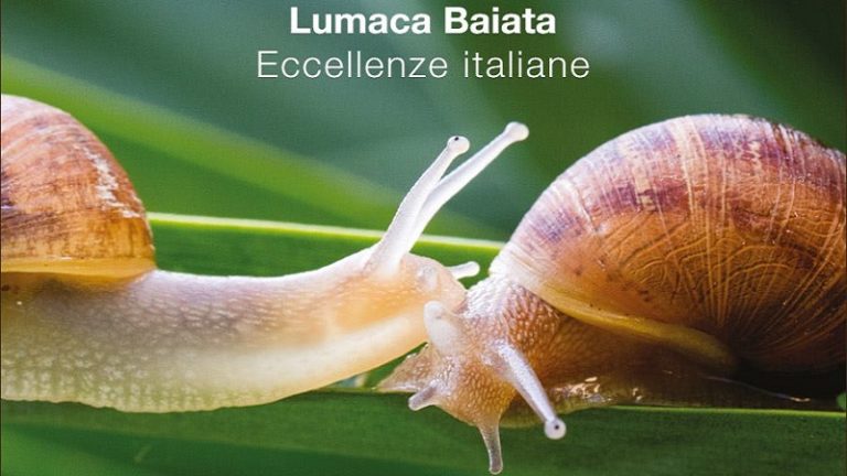La Lumaca Baiata