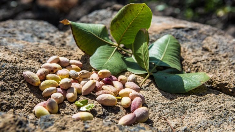 Pistacchio di Bronte Dop Biobronte