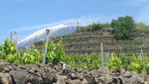 Read more about the article Terra Costantino: il vino bio nato dall’amore per la natura